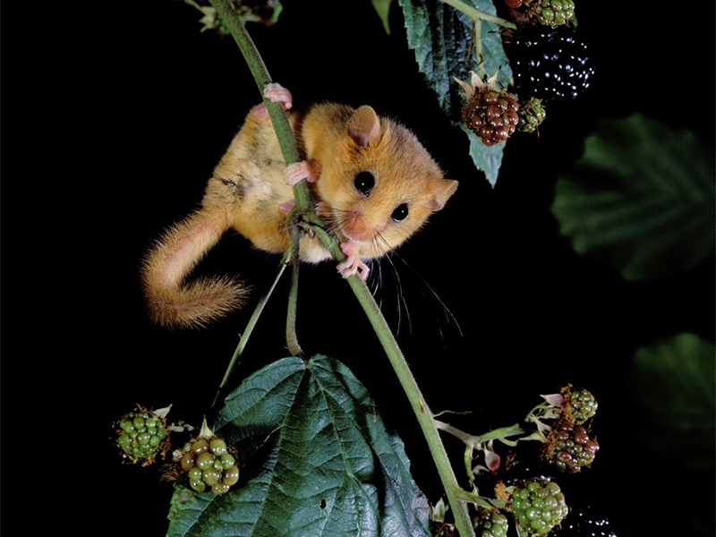 Last dormouse in Sussex?